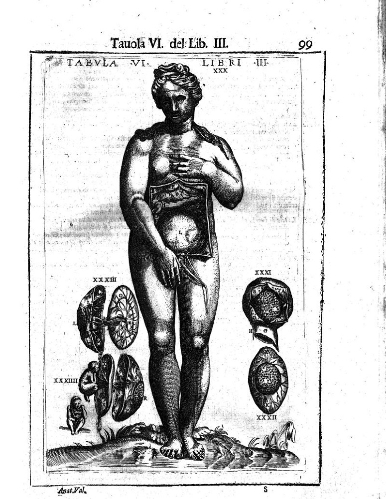 From DAnotomia del corpo humano co´discorsi del medesimo...; Image of a woman whose abdomen has been dissected. Her organs and a small baby surround the image.